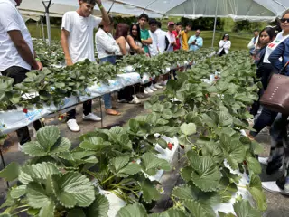 Strawberries at FresaNica