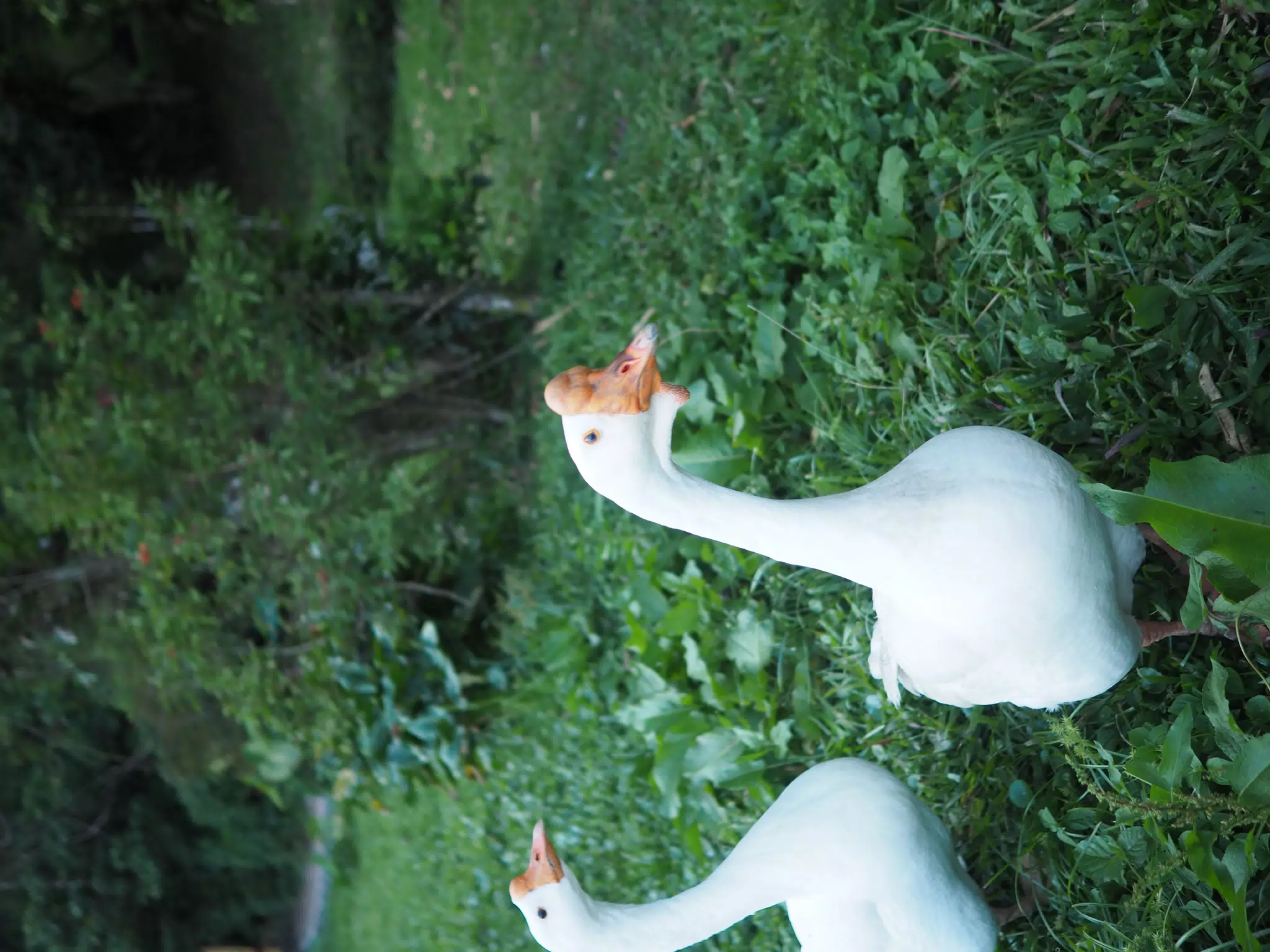 Geese in Selva Negra