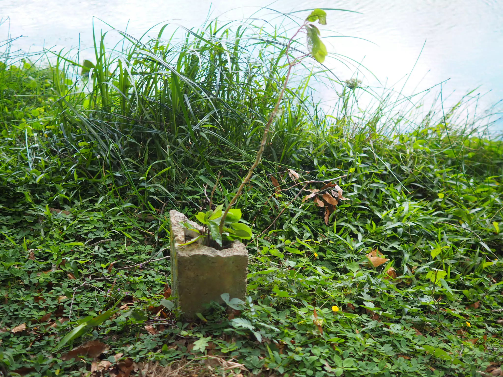 P4260520