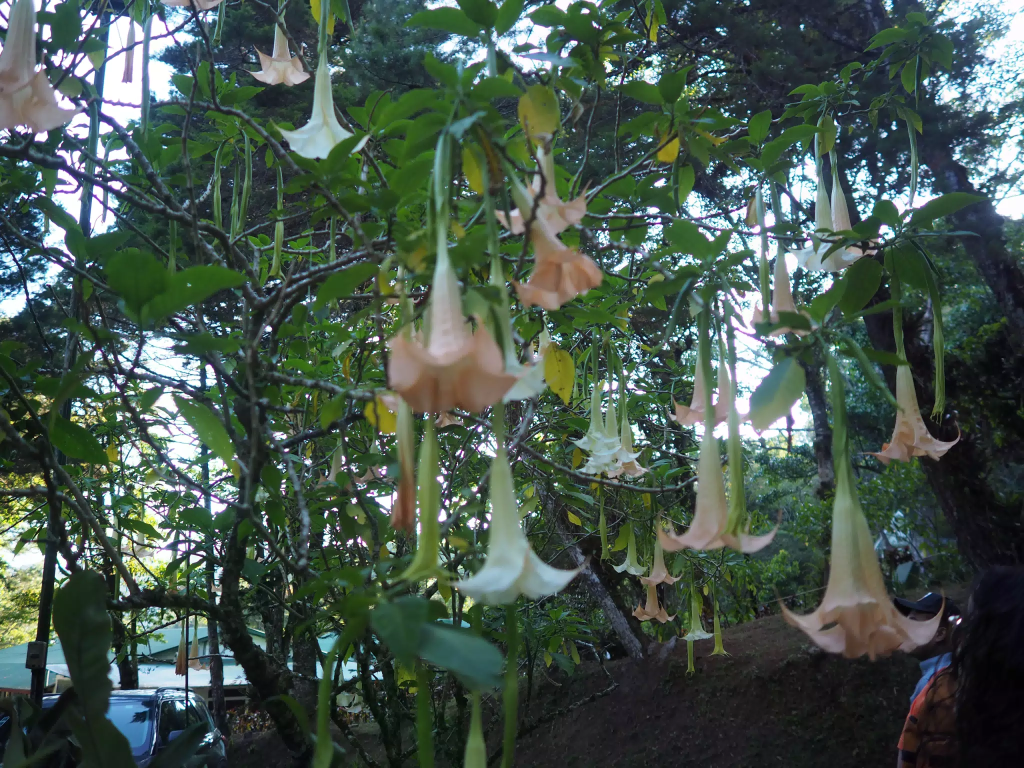 P4260581