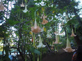 P4260581