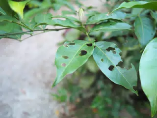 P4260557