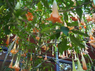 P4260548
