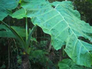 P4260559