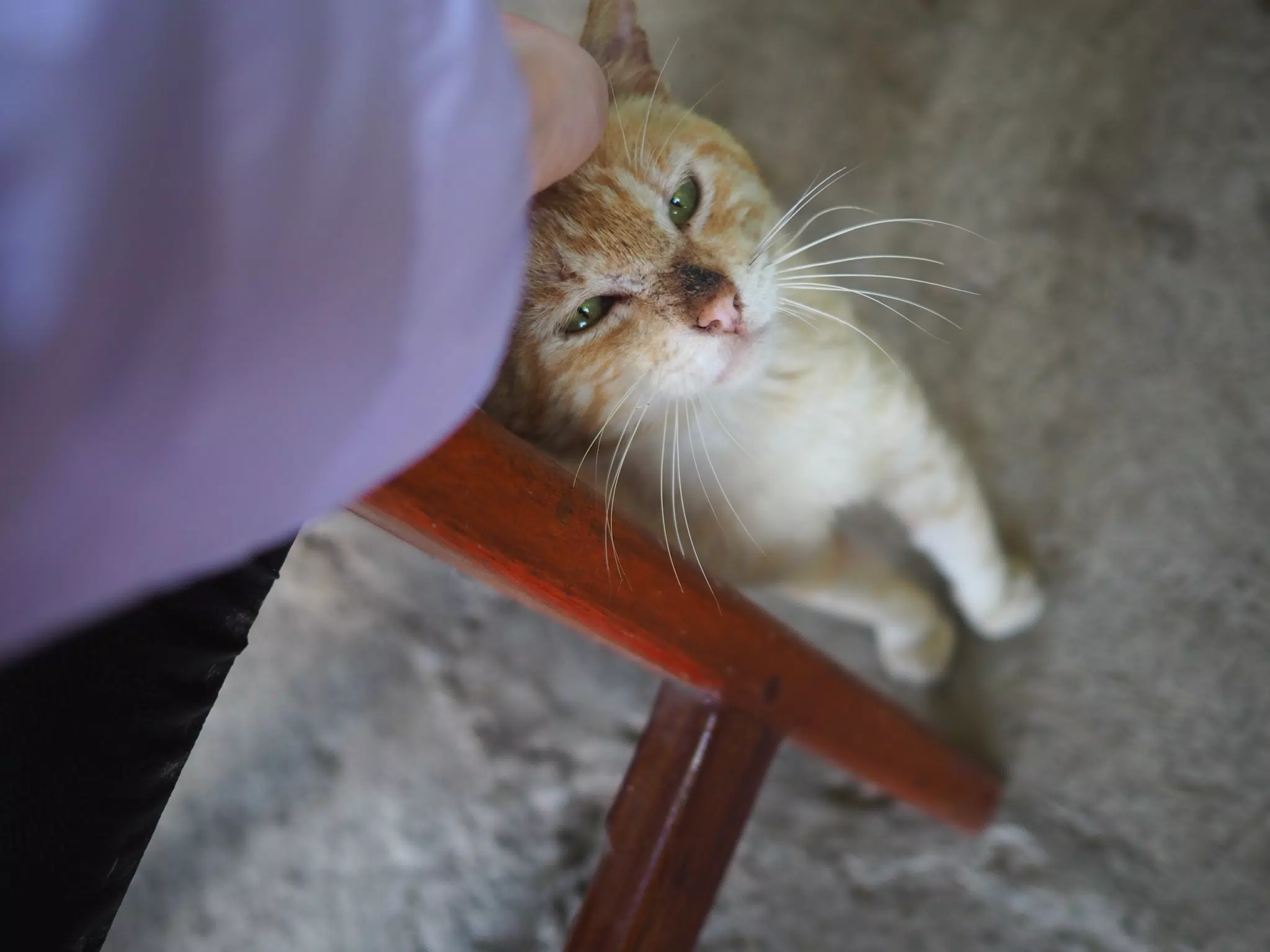 Restaurant Cat