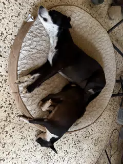 Two Dogs on Their Dog Bed