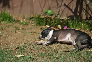Solar Powered Boston Terrier Charging Up in Nicaragua
