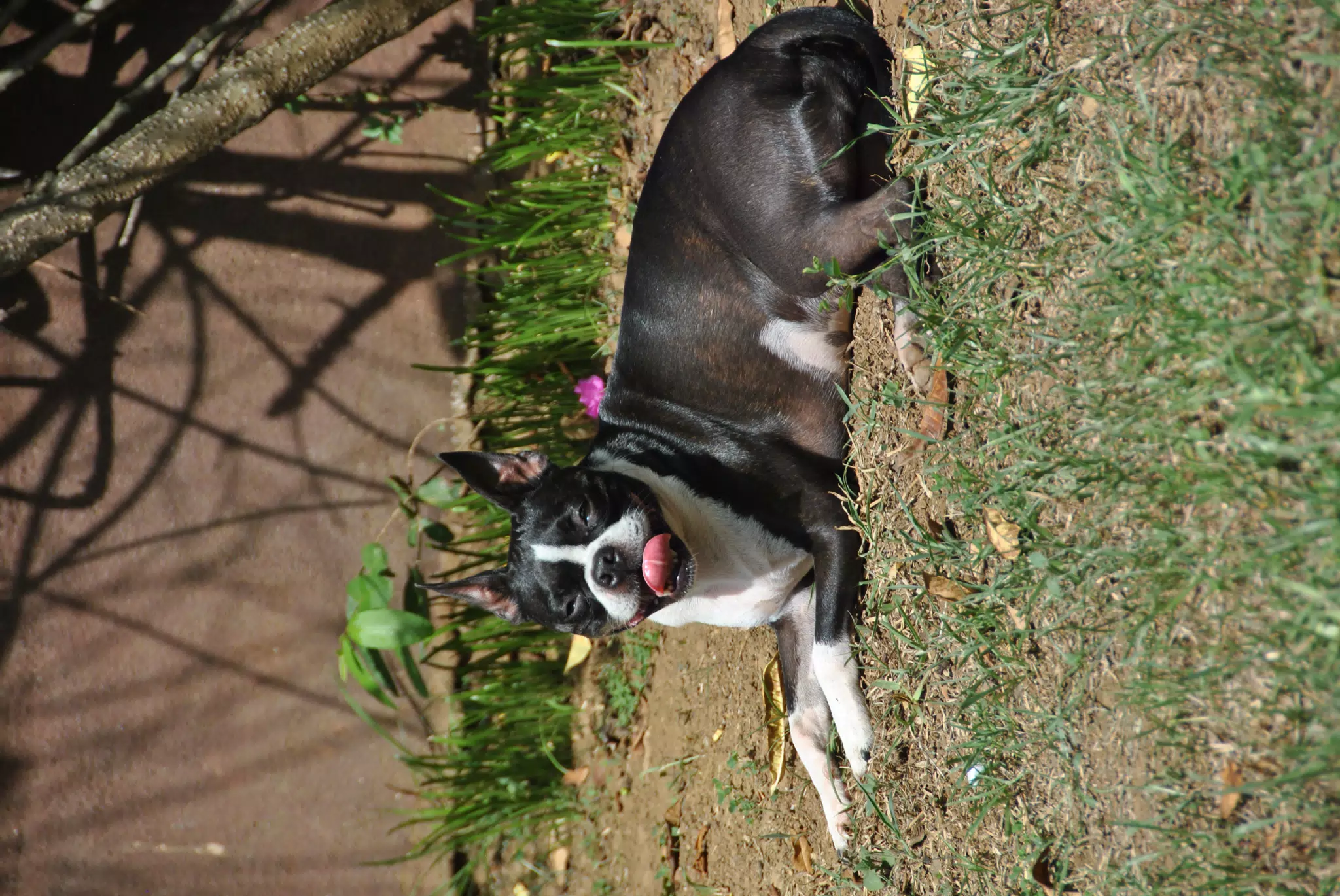 Clive the Boston Terrier Soaking Up Some Sun