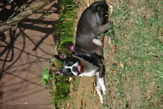 Clive the Boston Terrier Soaking Up Some Sun