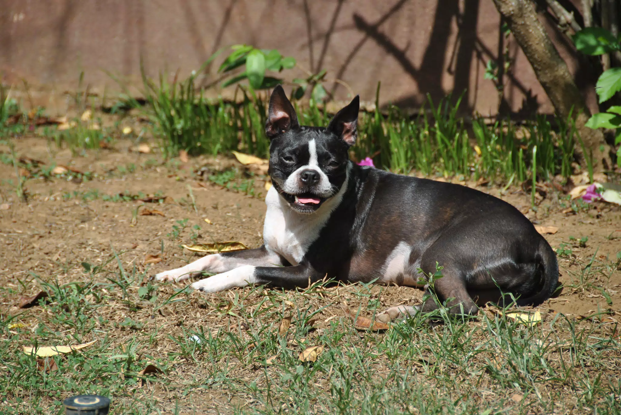 Happy Boston Terrier in the Garden Sun