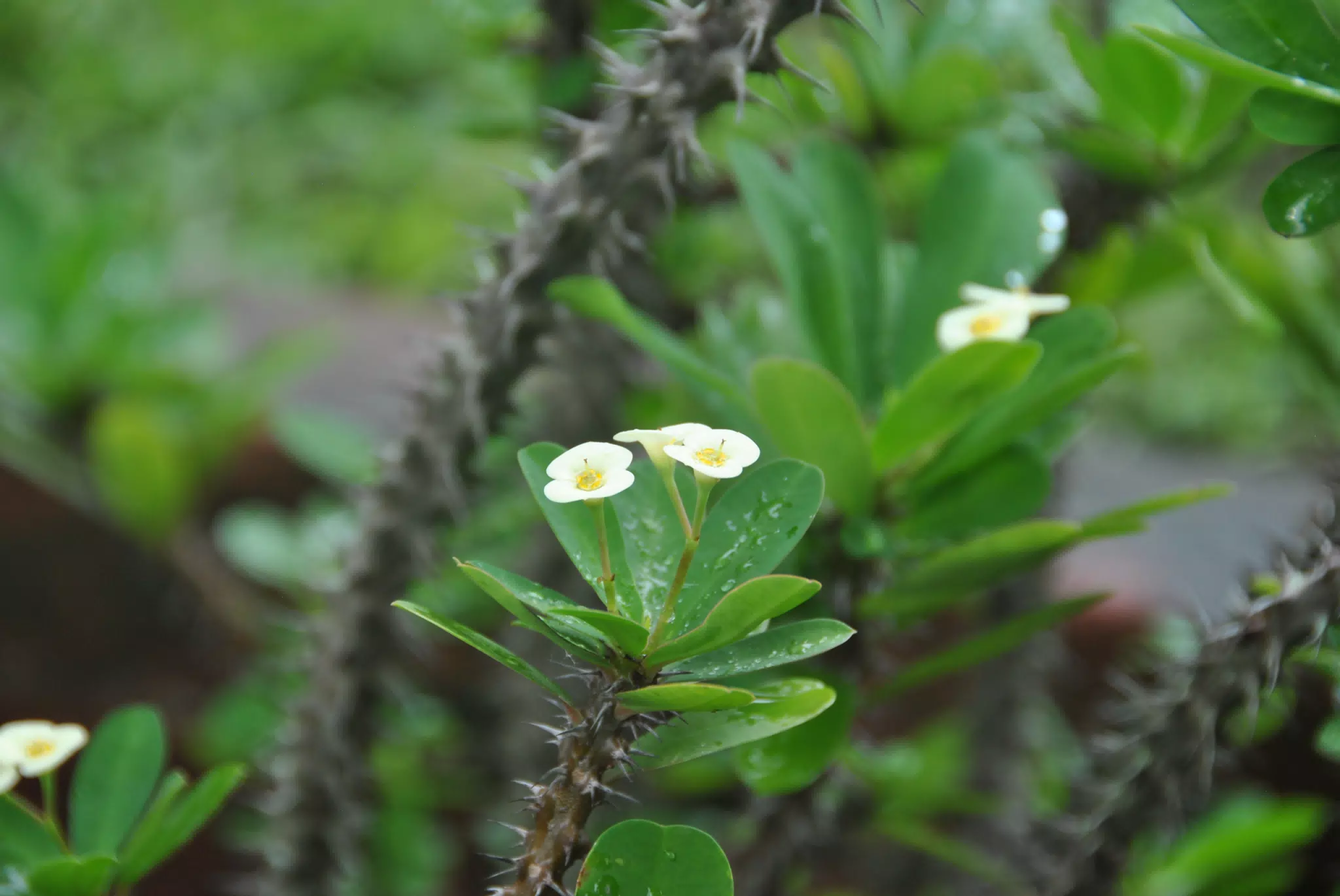 Pale Yellow Flowers on Spiky Plant in Nicaragua Garden