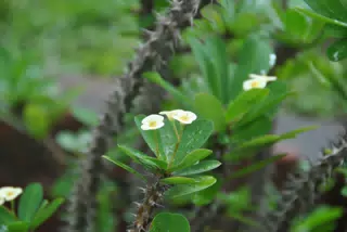 Pale Yellow Flowers on Spiky Plant in Nicaragua Garden