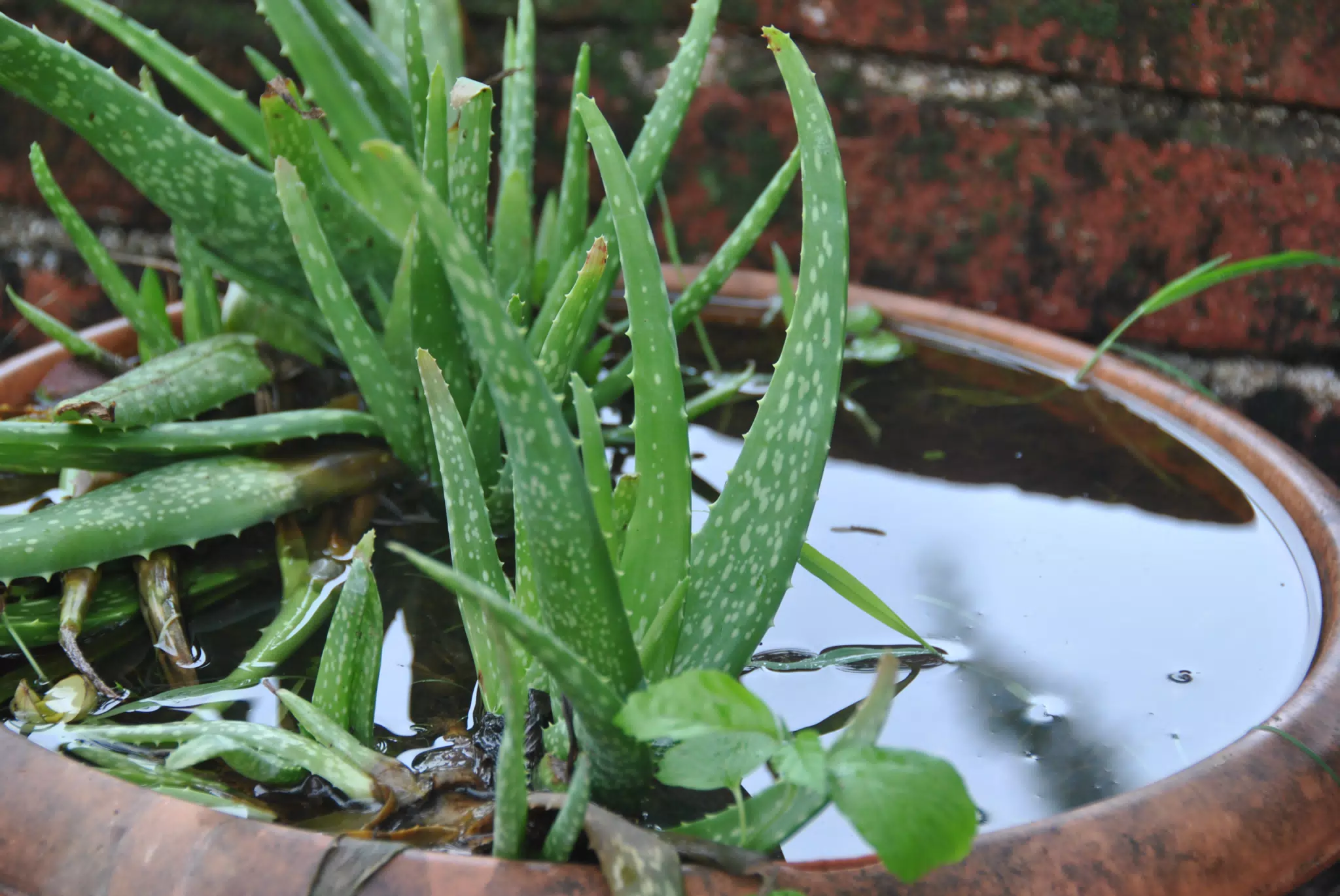 Aloe Vera in the Garden