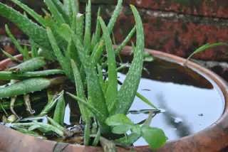 Aloe Vera in the Garden