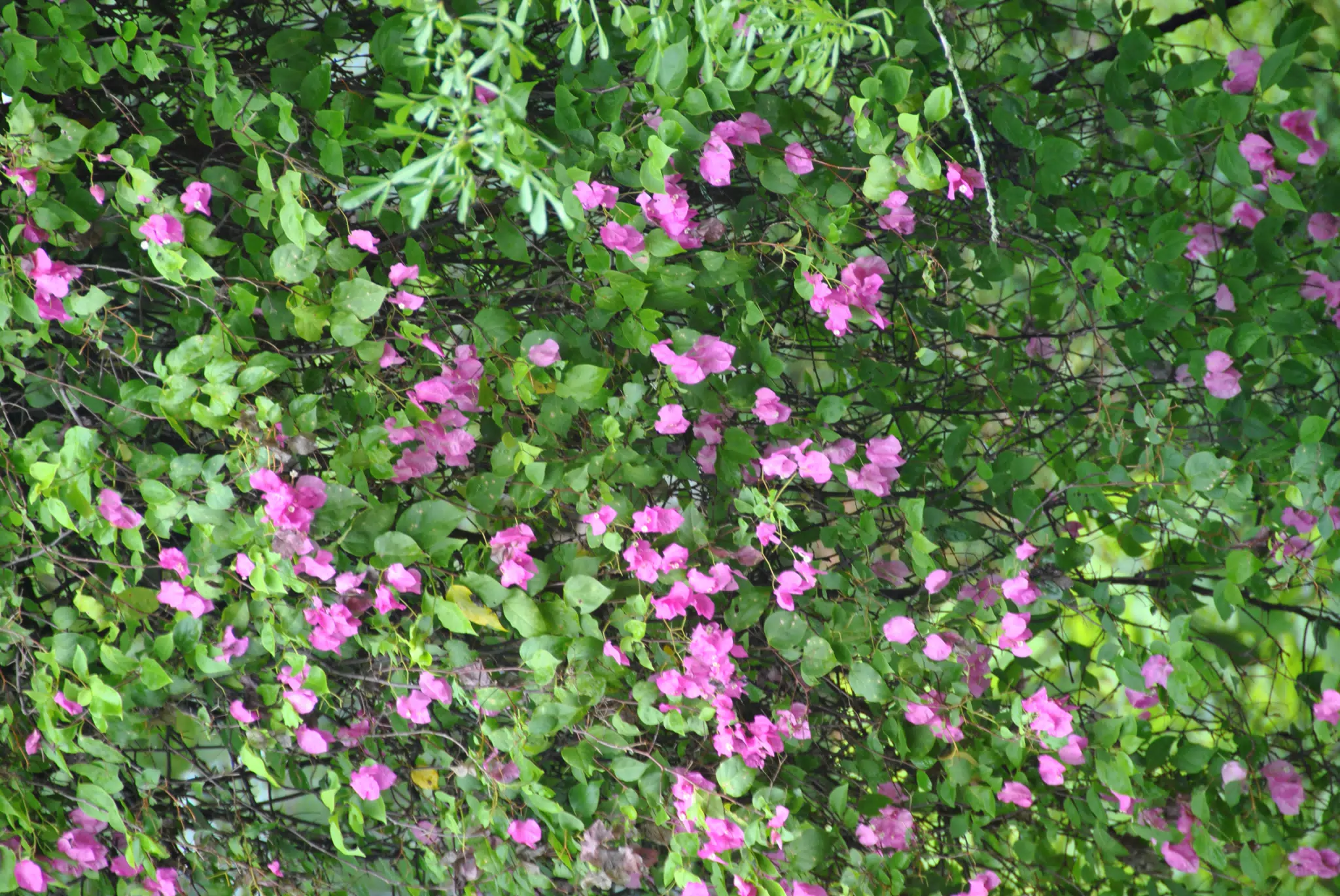 Bougainvillea on the Jicaro Tree in Nicaragua