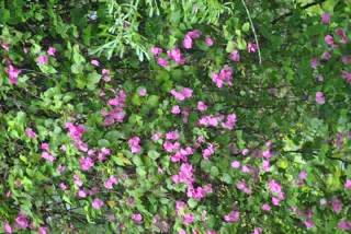 Bougainvillea on the Jicaro Tree in Nicaragua