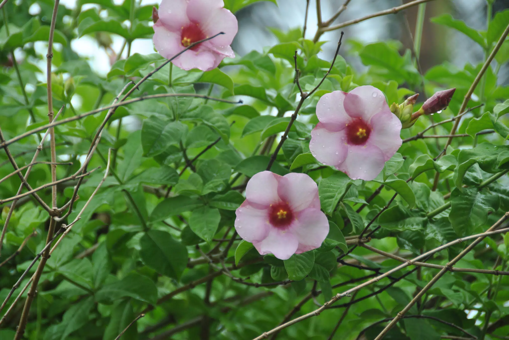 Pink Flowers in the Garden in Nicaragua