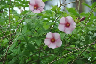 Pink Flowers in the Garden in Nicaragua