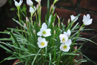 White Grassy Flowers in the Nicaragua Garden