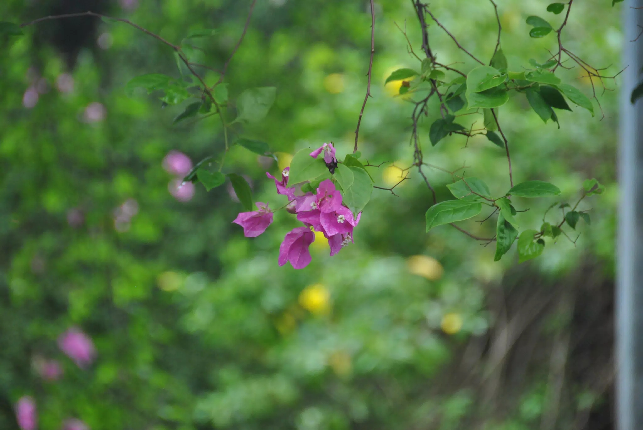 Bougainvillea Blossoms in the Garden with Bokeh