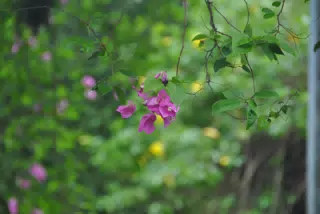 Bougainvillea Blossoms in the Garden with Bokeh