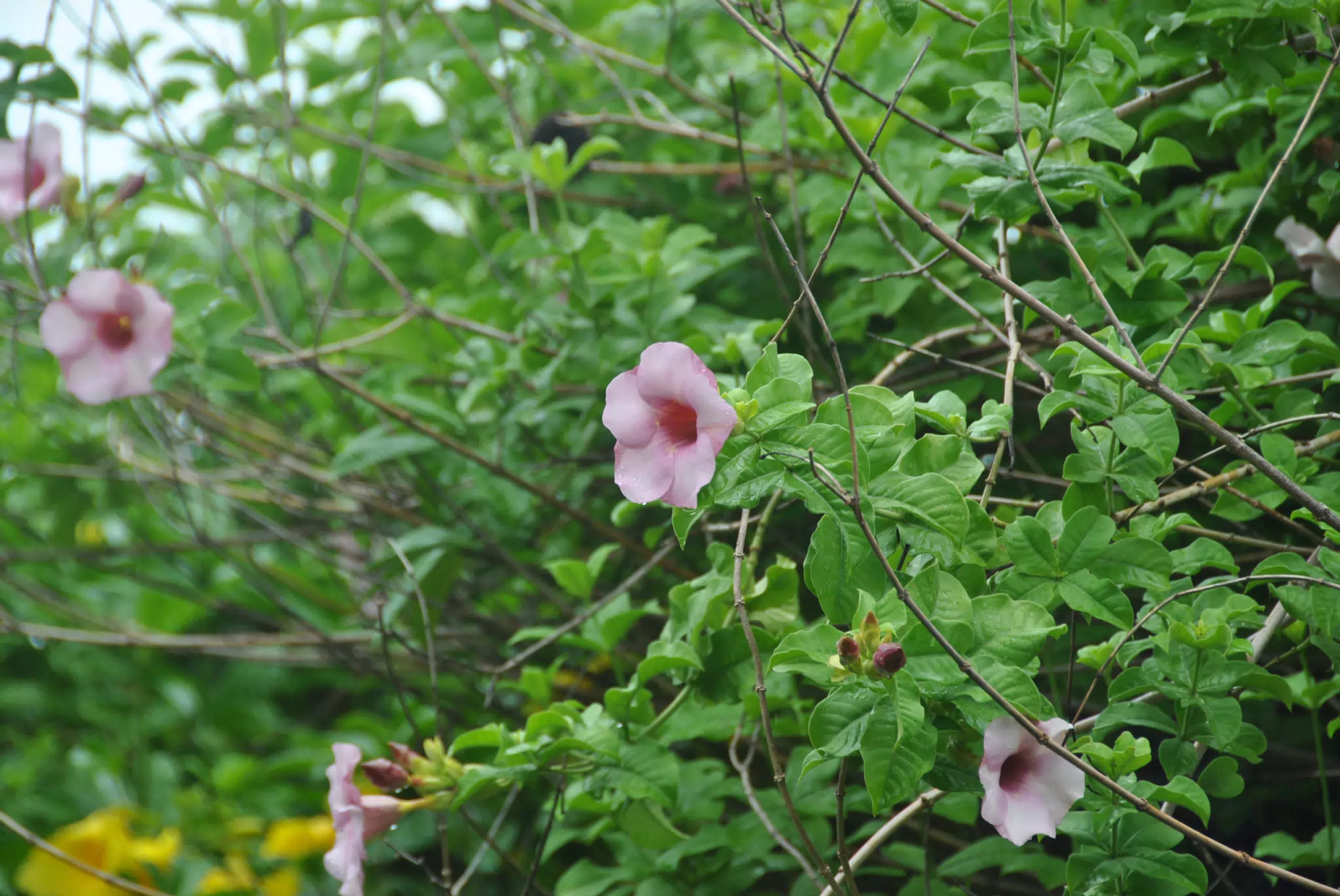 Pale Pink Flowers on the Trellis in Garden in Nicaragua