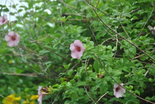 Pale Pink Flowers on the Trellis in Garden in Nicaragua