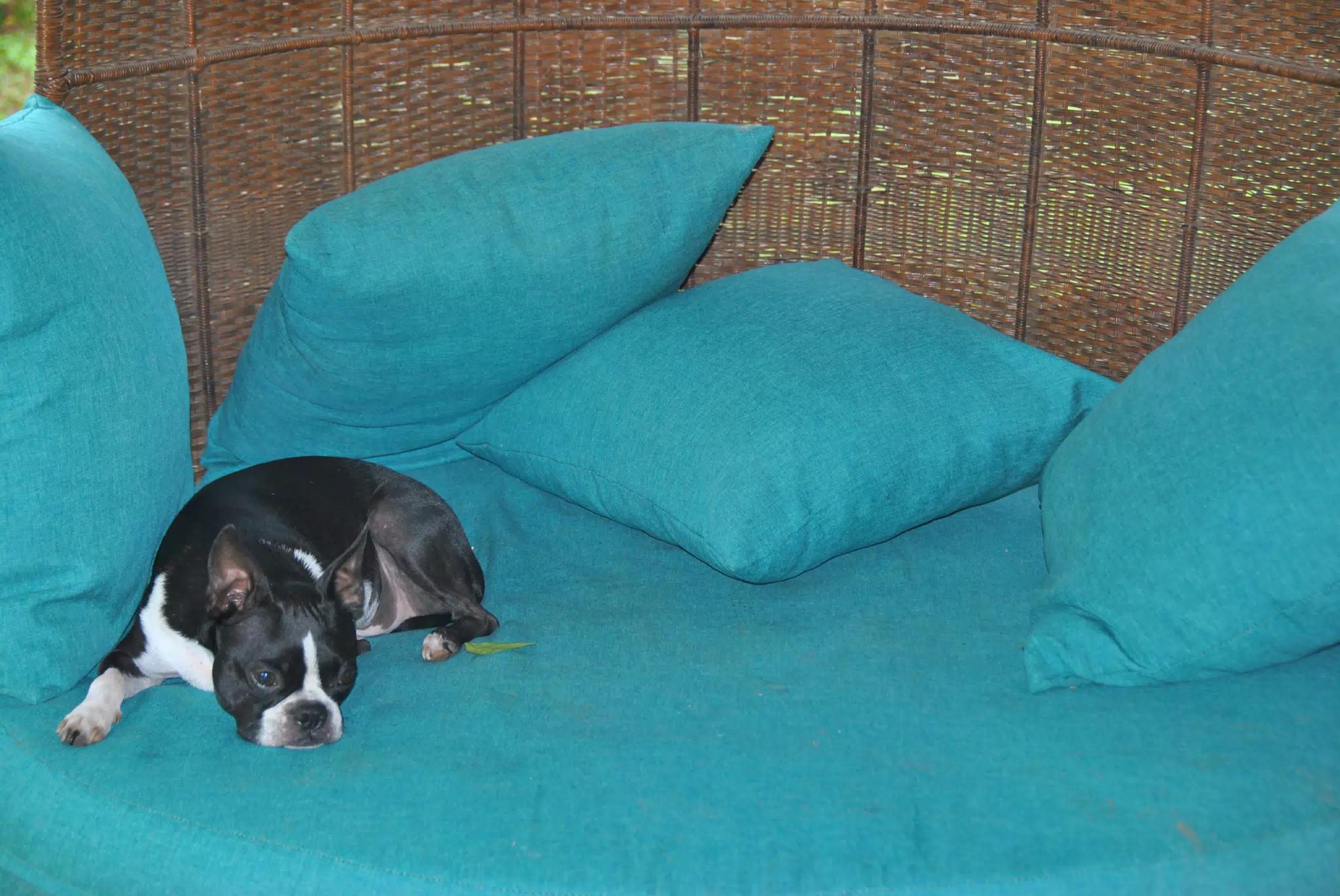 Clive the Boston Terrier Relaxing in the Garden Chair