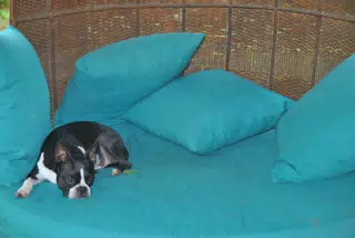 Clive the Boston Terrier Relaxing in the Garden Chair