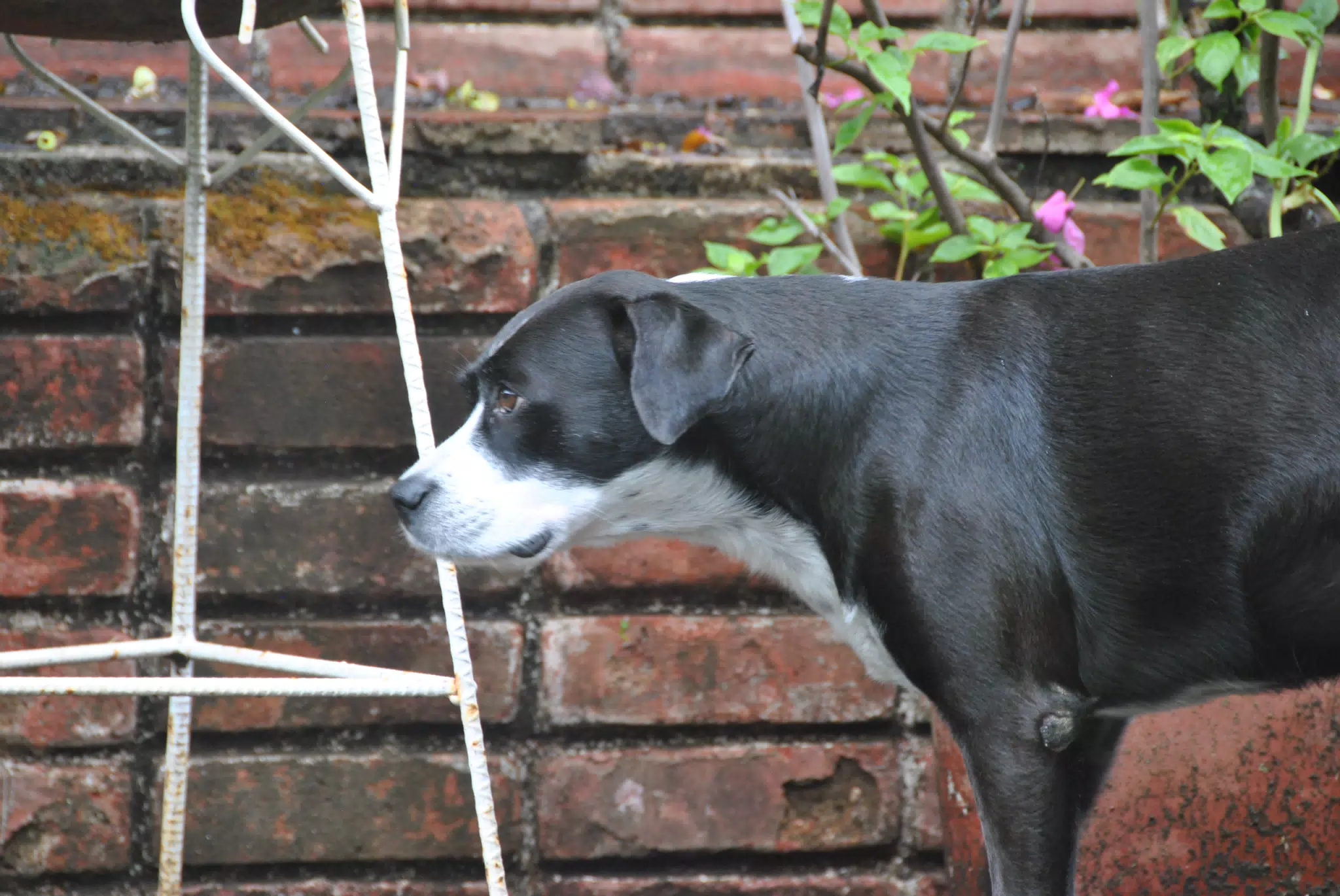 Mia in the Garden