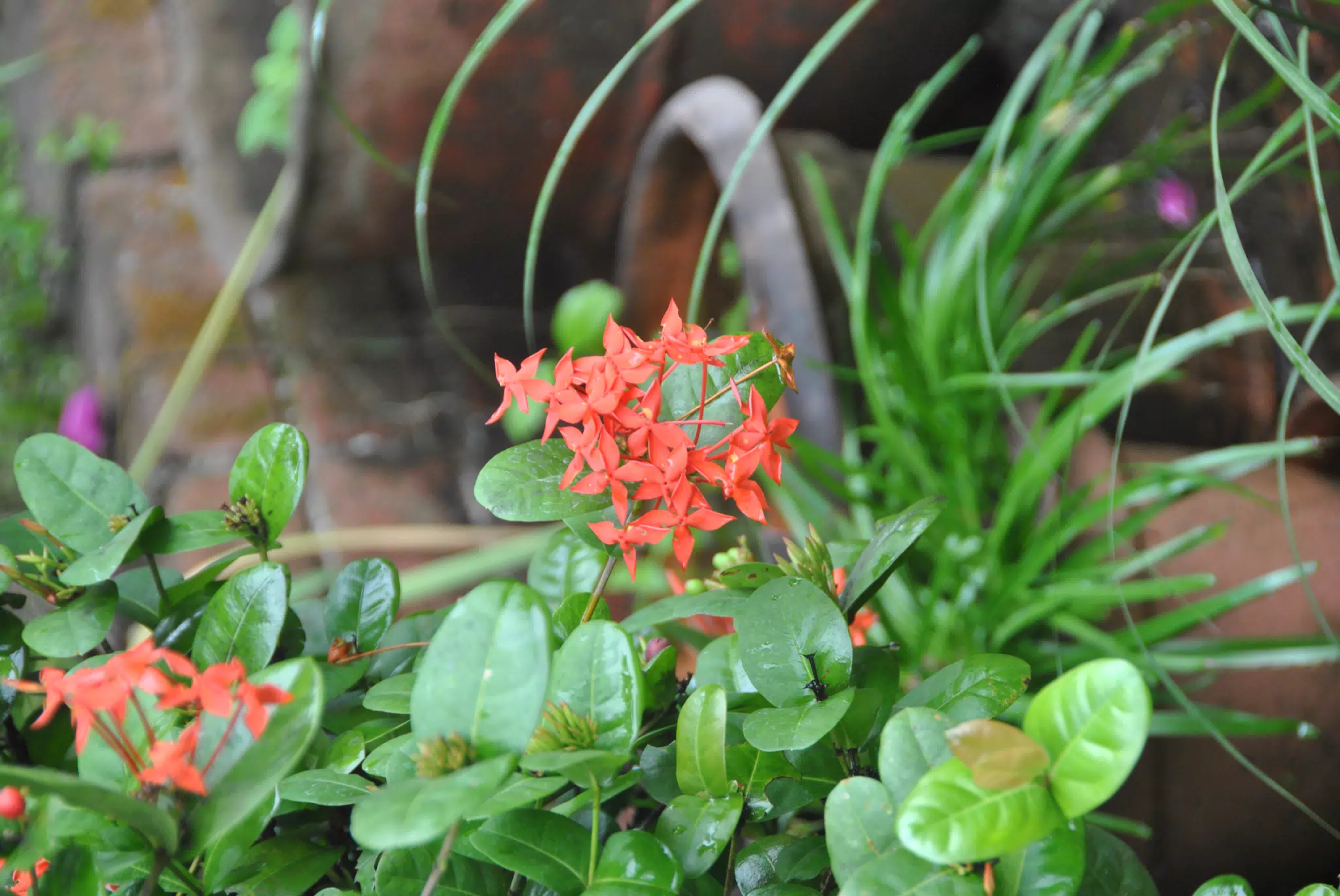 Red Pink Flowers