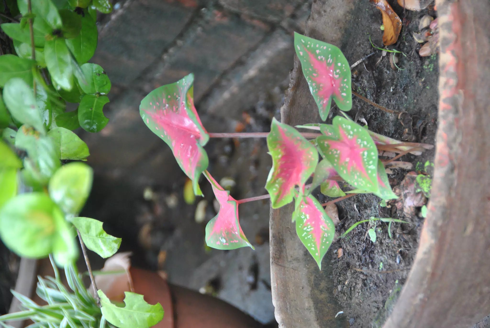 Purple & Green Plant in the Garden