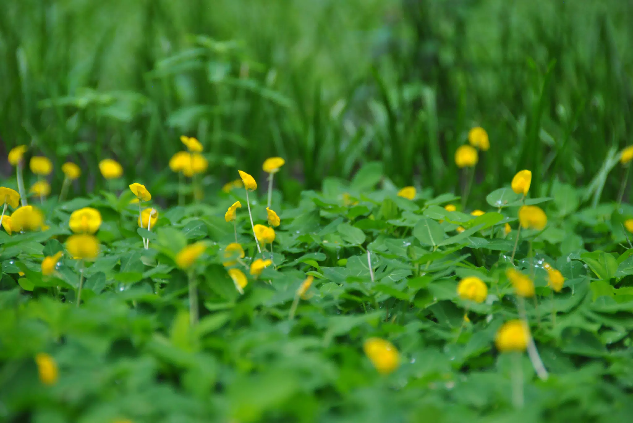Bed of Little Yellow Flowers in Our Nicaraguan Garden
