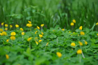 Bed of Little Yellow Flowers in Our Nicaraguan Garden