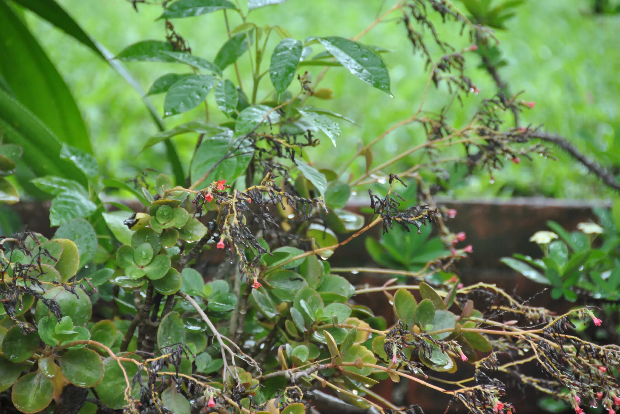 Rain Dripping from Plant in the Garden
