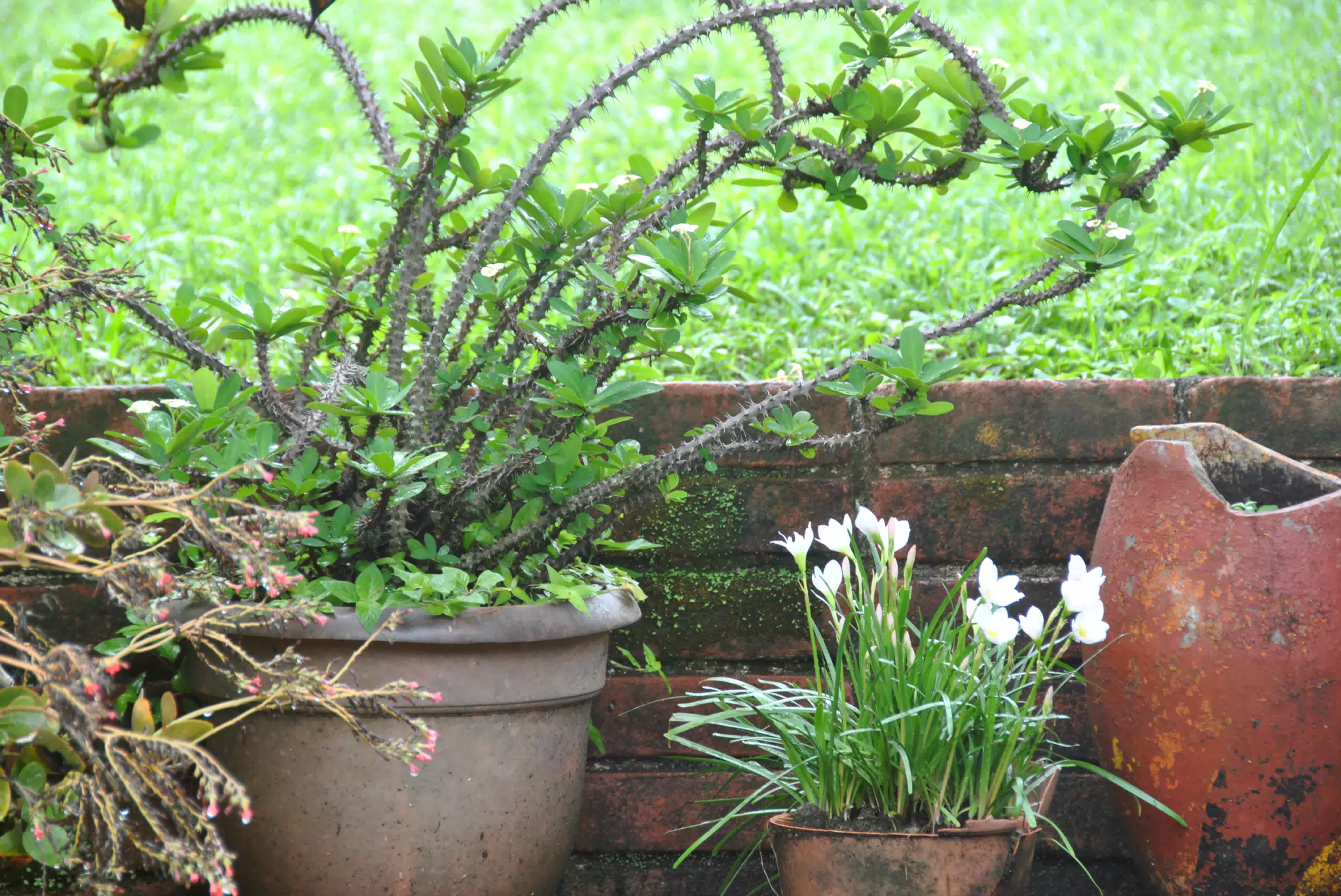Plants on the Ledge in the Garden