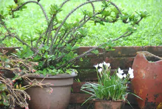Plants on the Ledge in the Garden