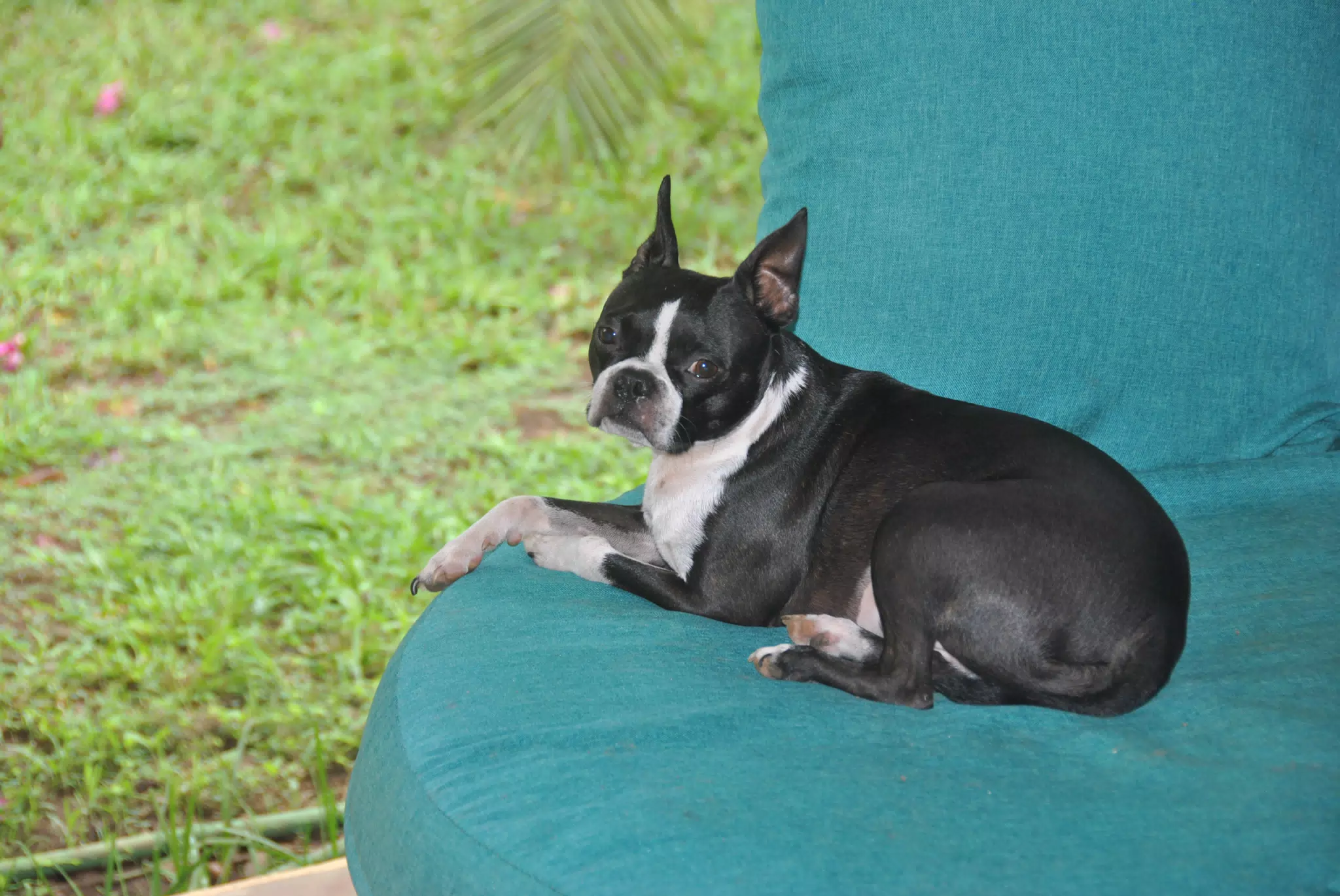 Clive the Boston Terrier on the Garden Chair
