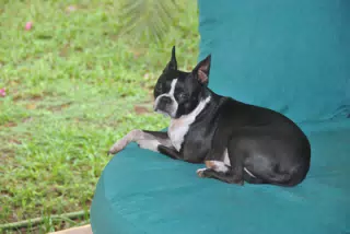 Clive the Boston Terrier on the Garden Chair