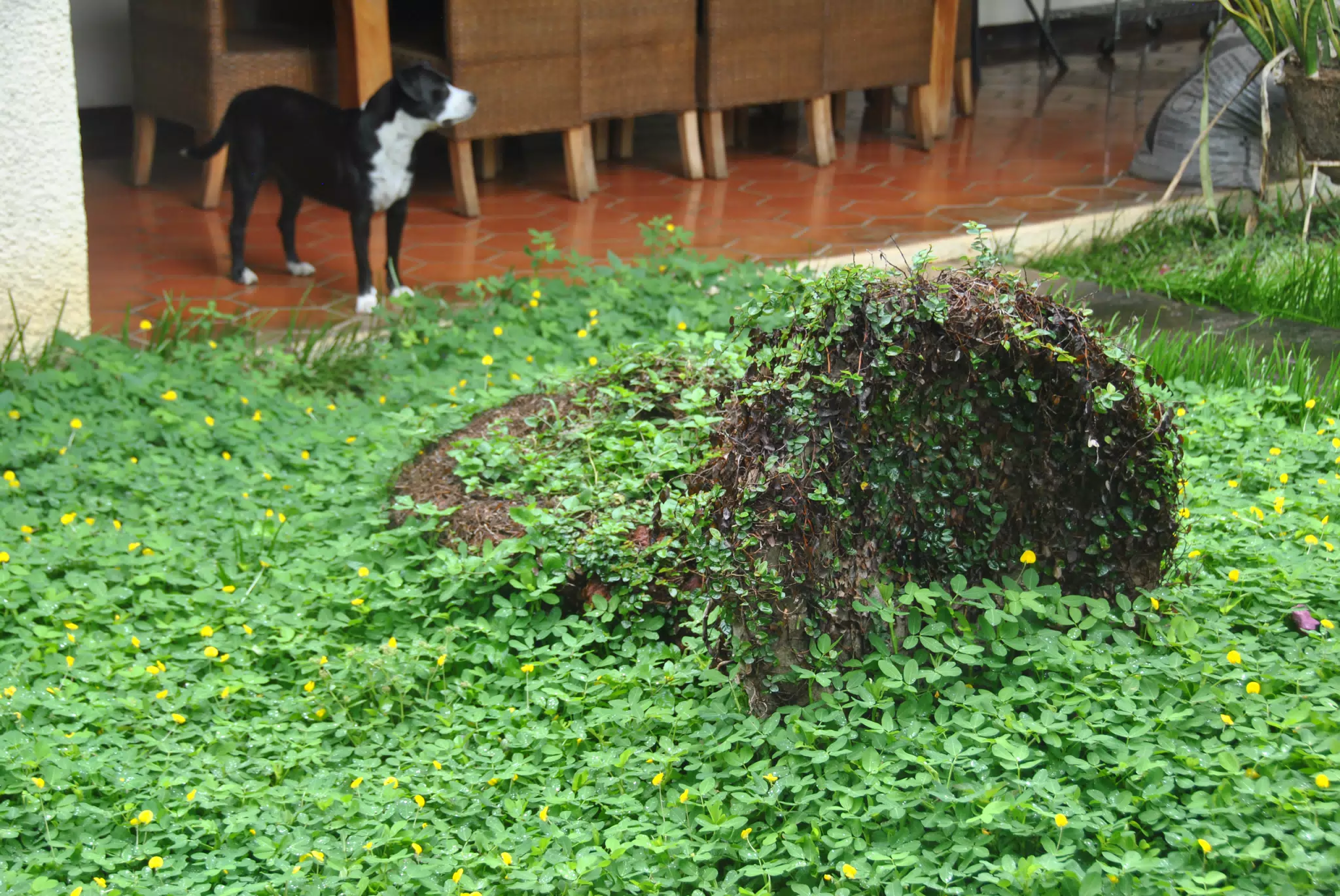 Fallen Bird Bath Taken by the Garden
