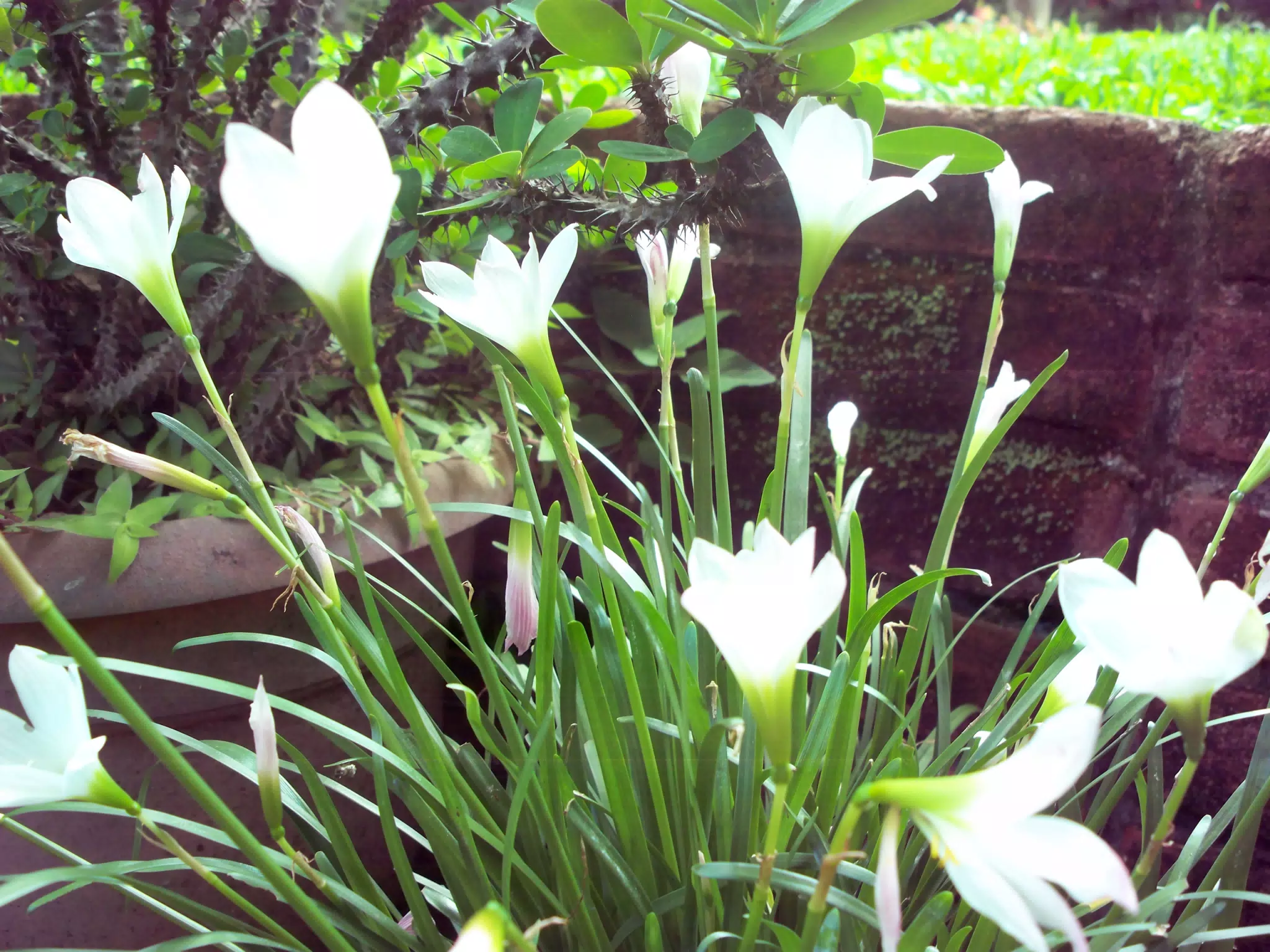 White Flowers in Nicaragua Garden from Vintage Kodak Digital Camera