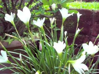 White Flowers in Nicaragua Garden from Vintage Kodak Digital Camera