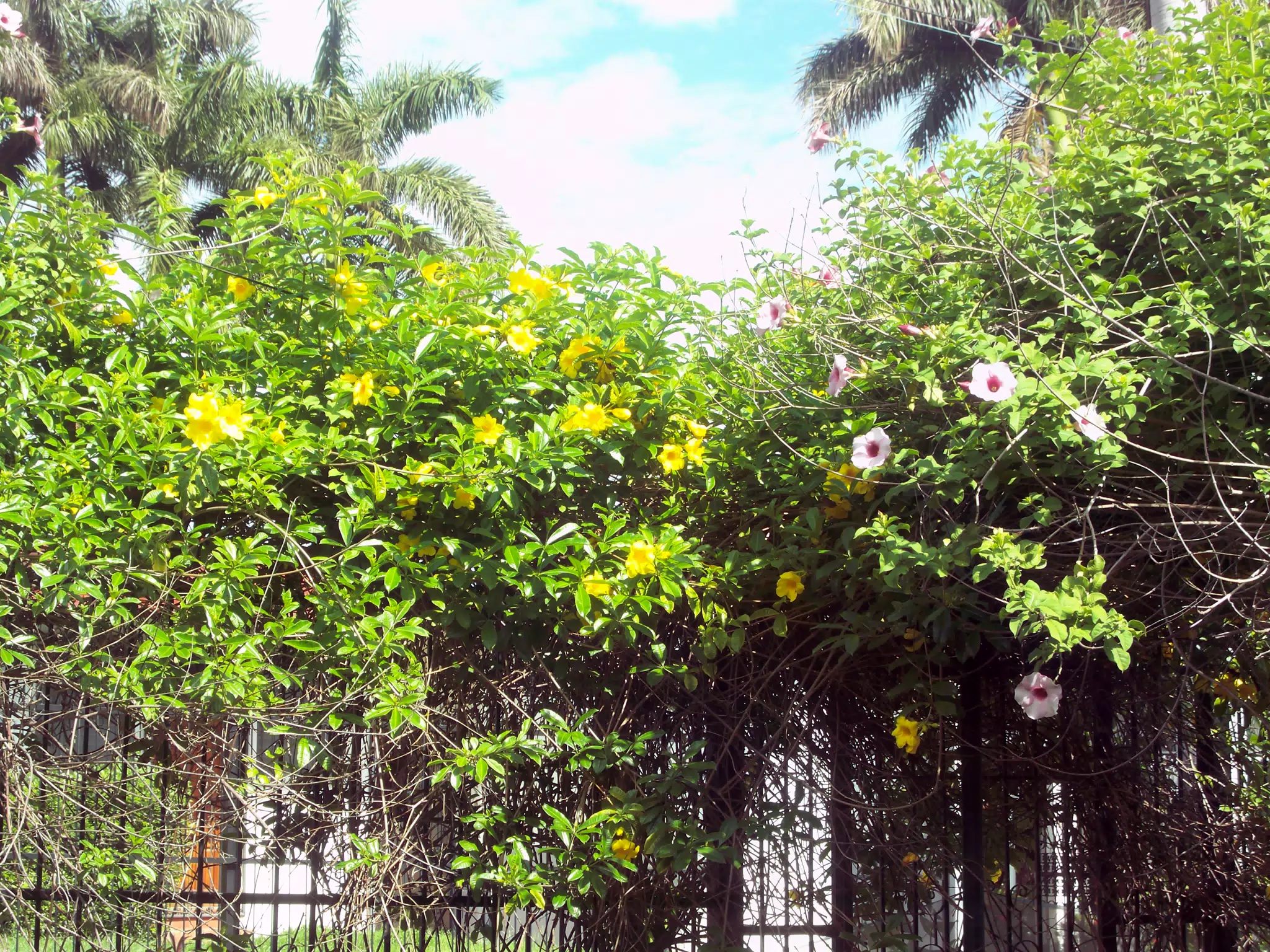 Garden Growth on Fence