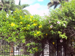 Garden Growth on Fence
