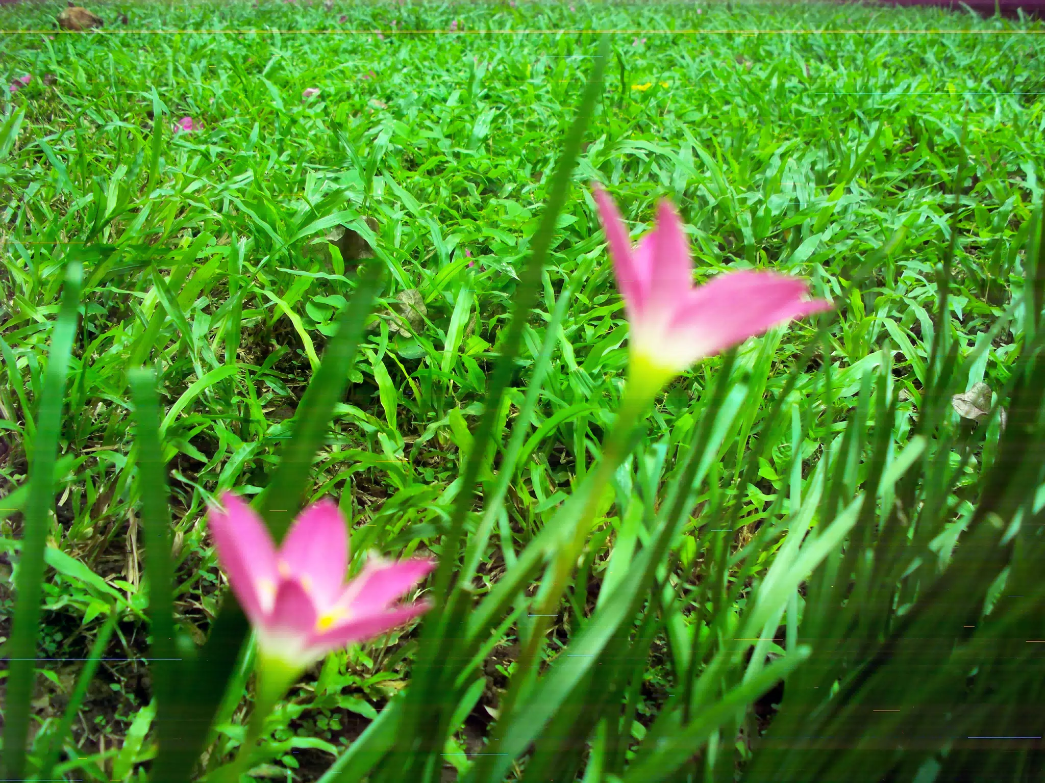 Pink Garden Flowers with Vintage Kodak Digital Camera