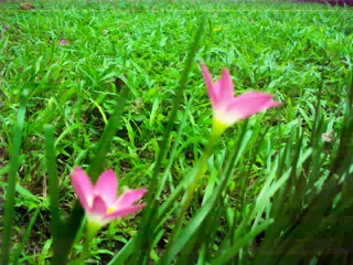 Pink Garden Flowers with Vintage Kodak Digital Camera