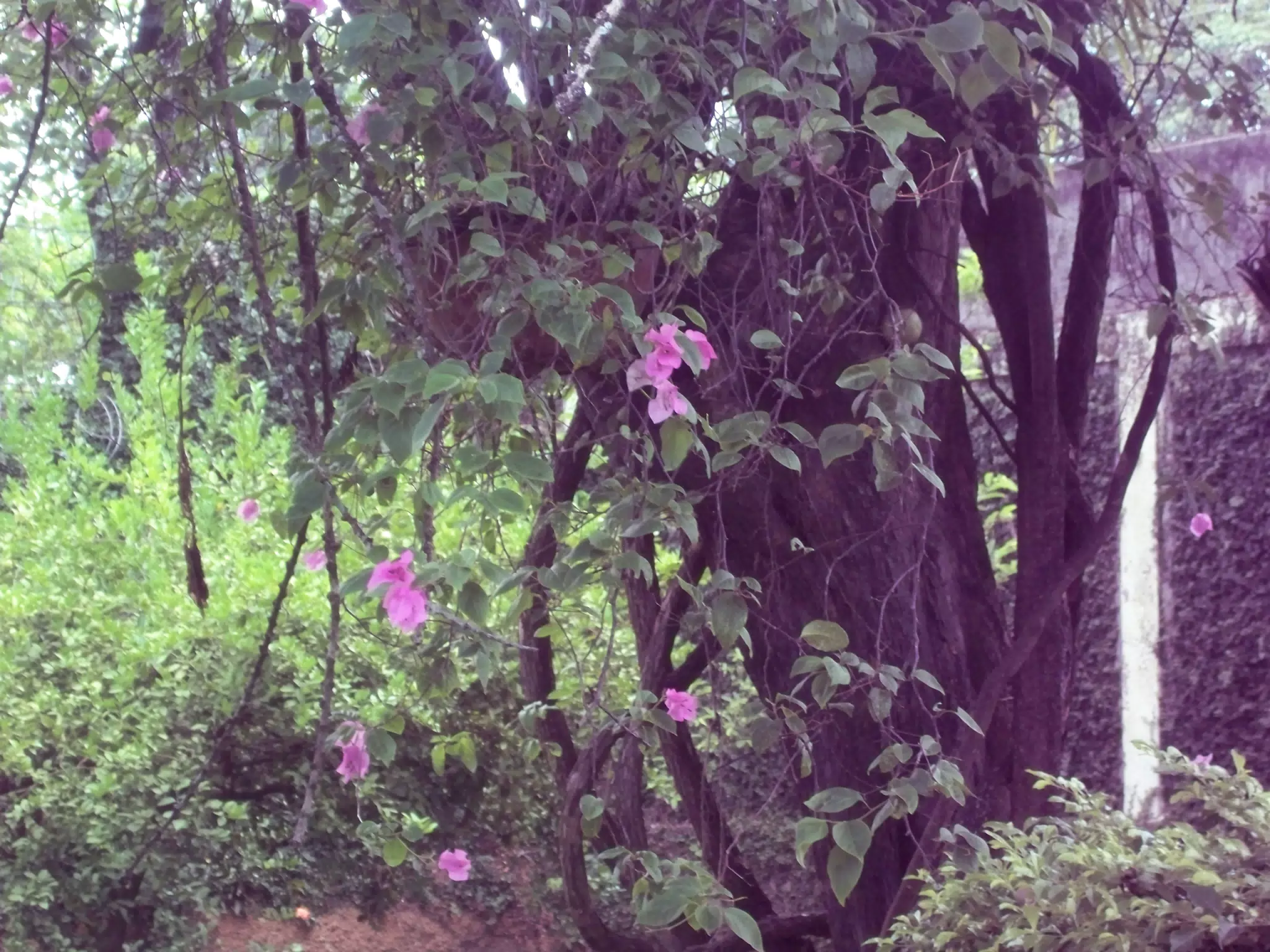 Pink Flowers in the Garden in Nicaragua