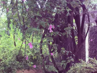 Pink Flowers in the Garden in Nicaragua