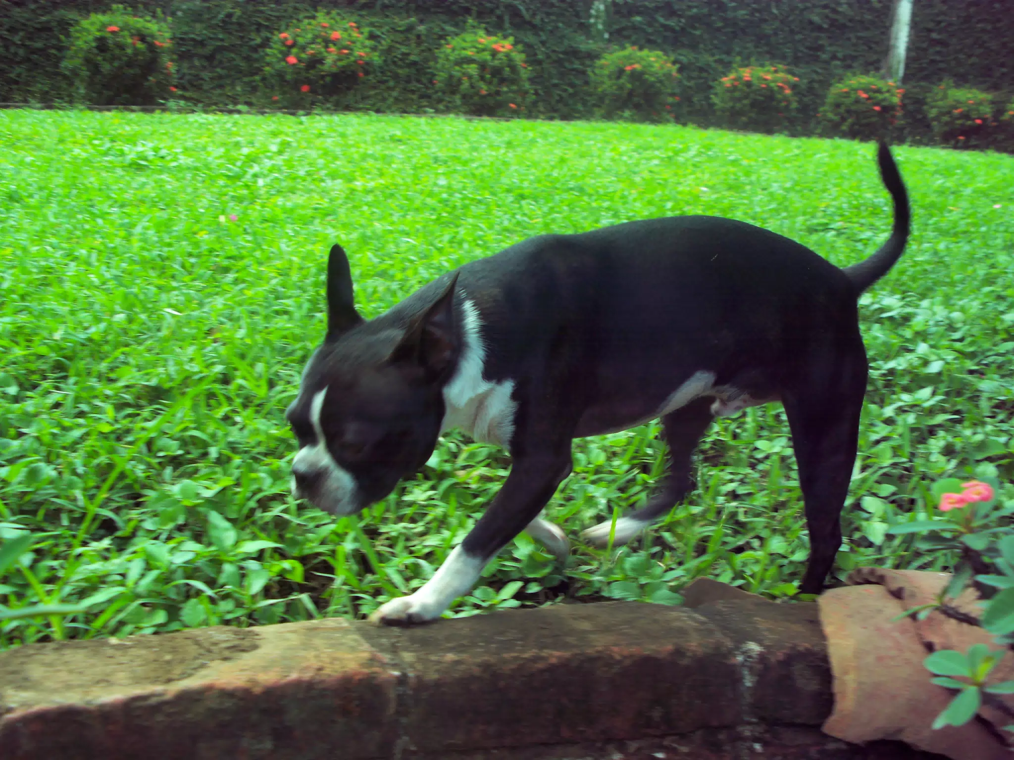 Boston Terrier in Nicaragua Garden with Vintage Kodak Digital Camera