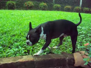 Boston Terrier in Nicaragua Garden with Vintage Kodak Digital Camera